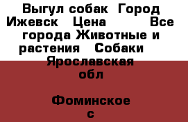 Выгул собак. Город Ижевск › Цена ­ 150 - Все города Животные и растения » Собаки   . Ярославская обл.,Фоминское с.